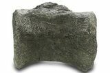Fossil Sauropod Dinosaur Caudal Vertebra - Wyoming #377945-4